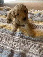 Agate, a male Poodle - Miniature  for sale in Reed City, MI – 1 of 7