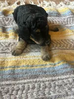 Diamond, a female Poodle - Miniature  for sale in Reed City, MI – 4 of 8