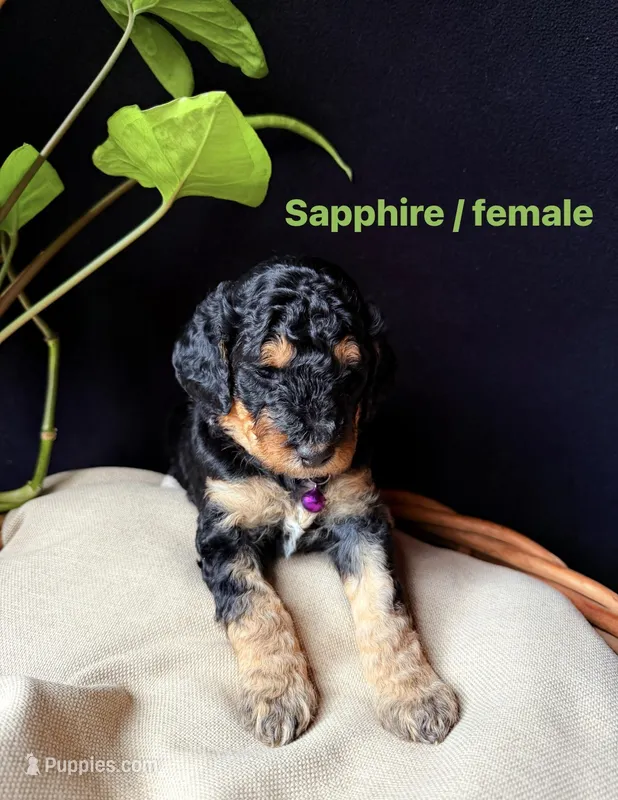 Sapphire  – Poodle - Miniature  puppy on hold in Reed City, MI