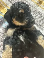 Diamond, a female Poodle - Miniature  for sale in Reed City, MI – 6 of 8
