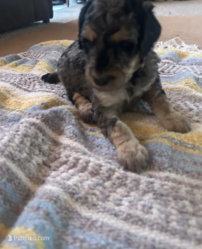 Malachite  – Poodle - Miniature  puppy for sale in Reed City, MI