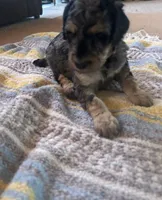 Malachite , a male Poodle - Miniature  for sale in Reed City, MI – 1 of 7