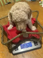 Agate, a male Poodle - Miniature  for sale in Reed City, MI – 4 of 7