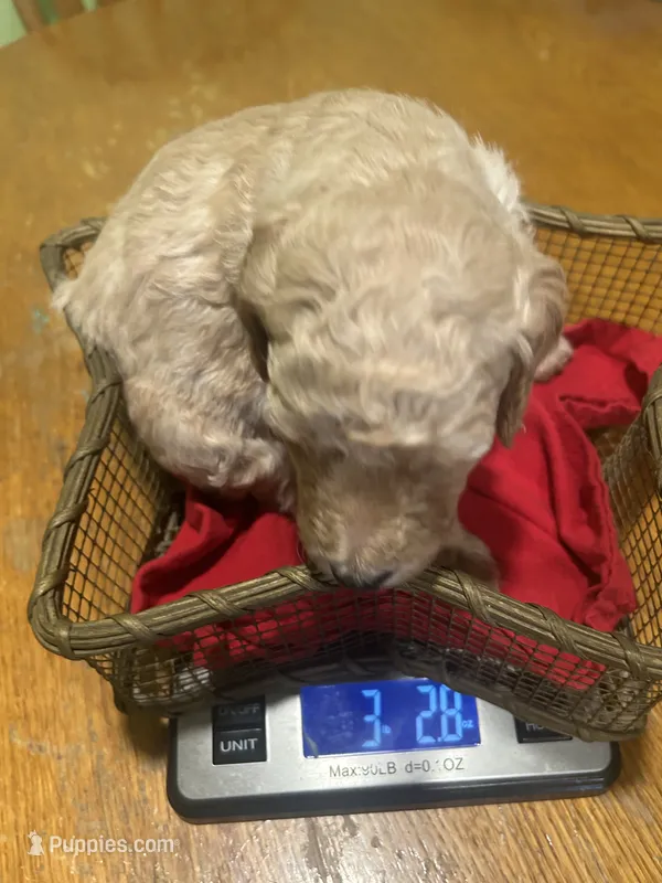 Topaz  – Poodle - Miniature  puppy for sale in Reed City, MI