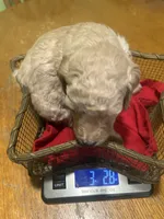 Topaz , a male Poodle - Miniature  for sale in Reed City, MI – 1 of 4