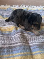 Malachite , a male Poodle - Miniature  for sale in Reed City, MI – 6 of 7