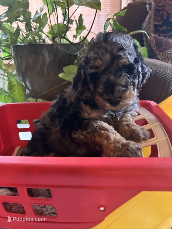 Malachite  – Poodle - Miniature  puppy for sale in Reed City, MI
