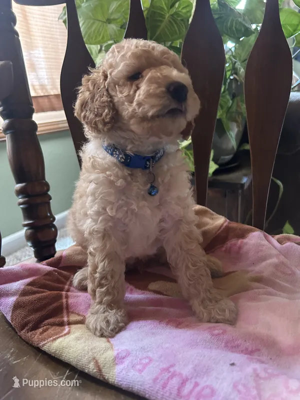 Agate – Poodle - Miniature  puppy for sale in Reed City, MI