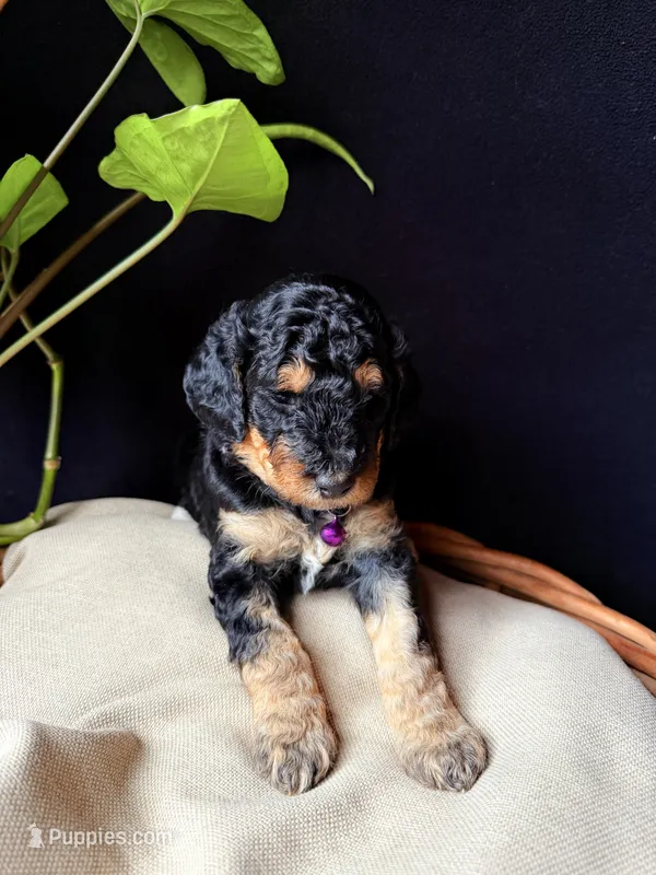 Sapphire  – Poodle - Miniature  puppy for sale in Reed City, MI