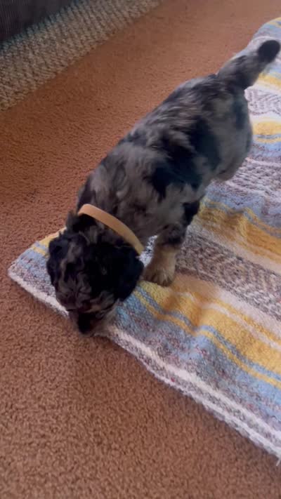 Malachite , a male Poodle - Miniature  for sale in Reed City, MI – 7 of 7