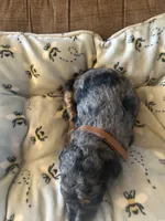 Jasper, a male Poodle - Miniature  for sale in Reed City, MI – 8 of 10
