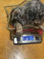 Jasper, a male Poodle - Miniature  for sale in Reed City, MI – 6 of 10