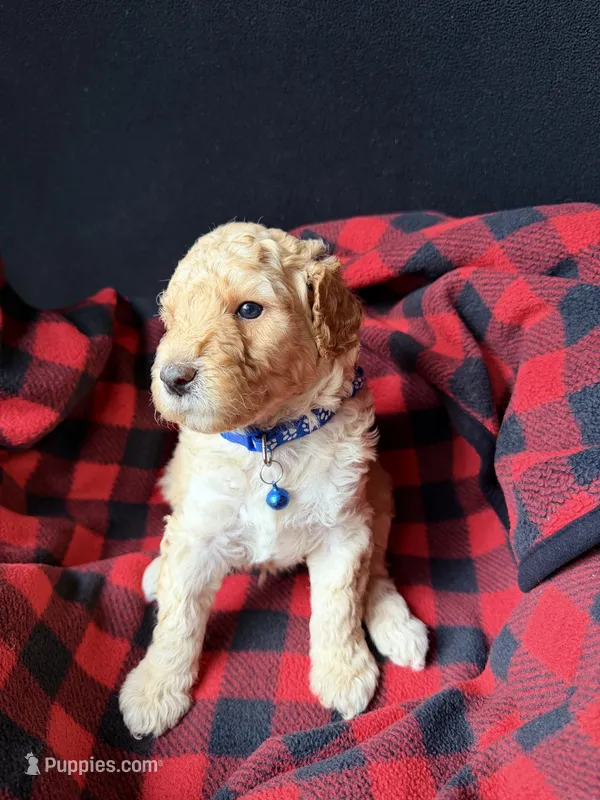 Agate – Poodle - Miniature  puppy for sale in Reed City, MI