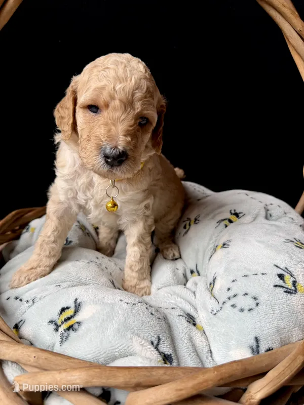 Topaz  – Poodle - Miniature  puppy for sale in Reed City, MI