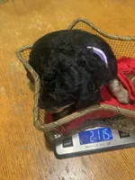 Sapphire , a female Poodle - Miniature  for sale in Reed City, MI – 2 of 10