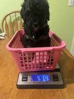 Onyx, a female Poodle - Miniature  for sale in Reed City, MI – 4 of 7