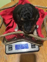 Sapphire , a female Poodle - Miniature  for sale in Reed City, MI – 9 of 10