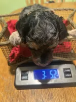 Malachite , a male Poodle - Miniature  for sale in Reed City, MI – 5 of 7