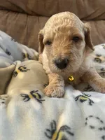 Topaz , a male Poodle - Miniature  for sale in Reed City, MI – 3 of 4