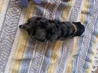 Malachite , a male Poodle - Miniature  for sale in Reed City, MI – 2 of 7