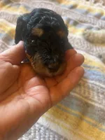 Sapphire , a female Poodle - Miniature  for sale in Reed City, MI – 7 of 10