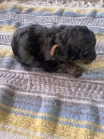 Jasper, a male Poodle - Miniature  for sale in Reed City, MI – 3 of 10