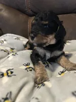 Sapphire , a female Poodle - Miniature  for sale in Reed City, MI – 5 of 10