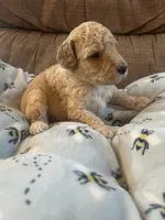 Agate, a male Poodle - Miniature  for sale in Reed City, MI – 3 of 7