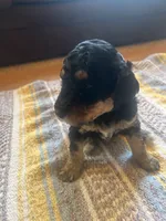Sapphire , a female Poodle - Miniature  for sale in Reed City, MI – 3 of 10
