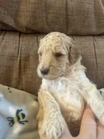 Agate, a male Poodle - Miniature  for sale in Reed City, MI – 5 of 7