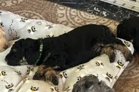 Onyx, a female Poodle - Miniature  for sale in Reed City, MI – 7 of 7