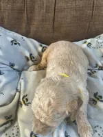 Topaz , a male Poodle - Miniature  for sale in Reed City, MI – 4 of 4