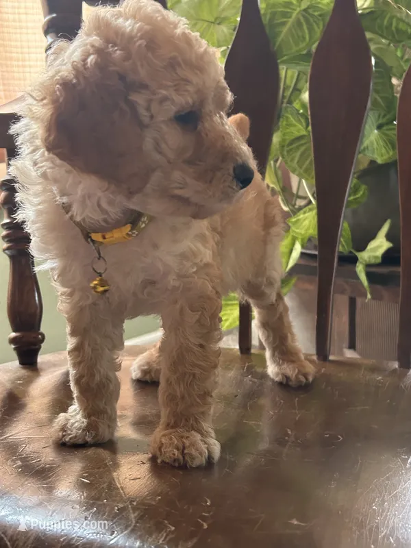 Topaz  – Poodle - Miniature  puppy for sale in Reed City, MI
