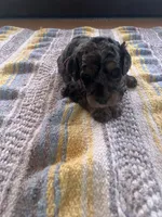 Jasper, a male Poodle - Miniature  for sale in Reed City, MI – 5 of 10