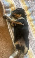 Sapphire , a female Poodle - Miniature  for sale in Reed City, MI – 4 of 10