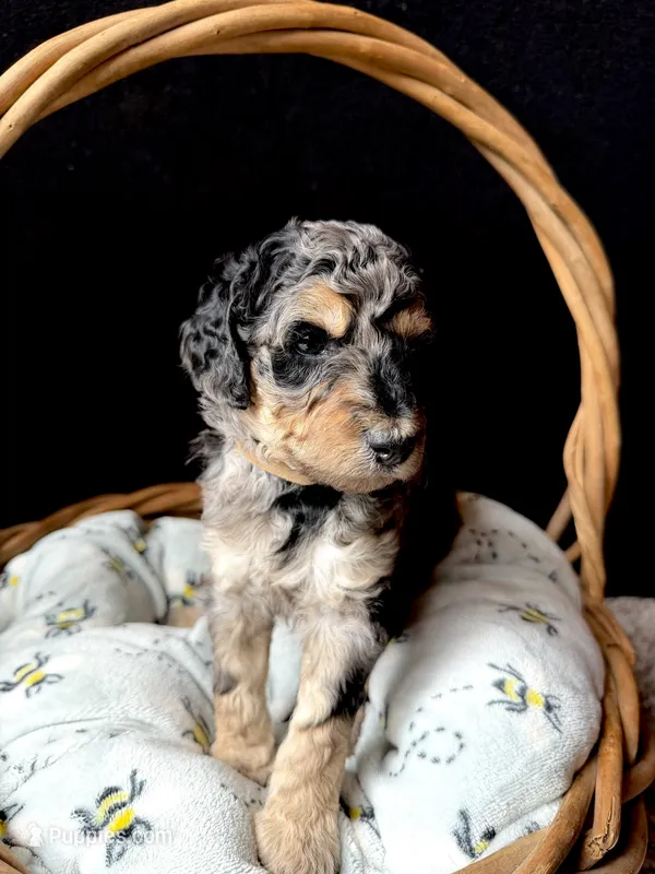 Malachite  – Poodle - Miniature  puppy for sale in Reed City, MI