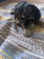 Malachite , a male Poodle - Miniature  for sale in Reed City, MI – 4 of 7