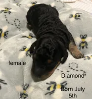Diamond, a female Poodle - Miniature  for sale in Reed City, MI – 3 of 8