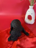 Asher, a male Bernedoodle and Poodle - Standard  for sale in Lubbock, TX – 5 of 6