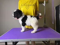 Atlas, a male Poodle - Standard  for sale in Lubbock, TX – 2 of 5