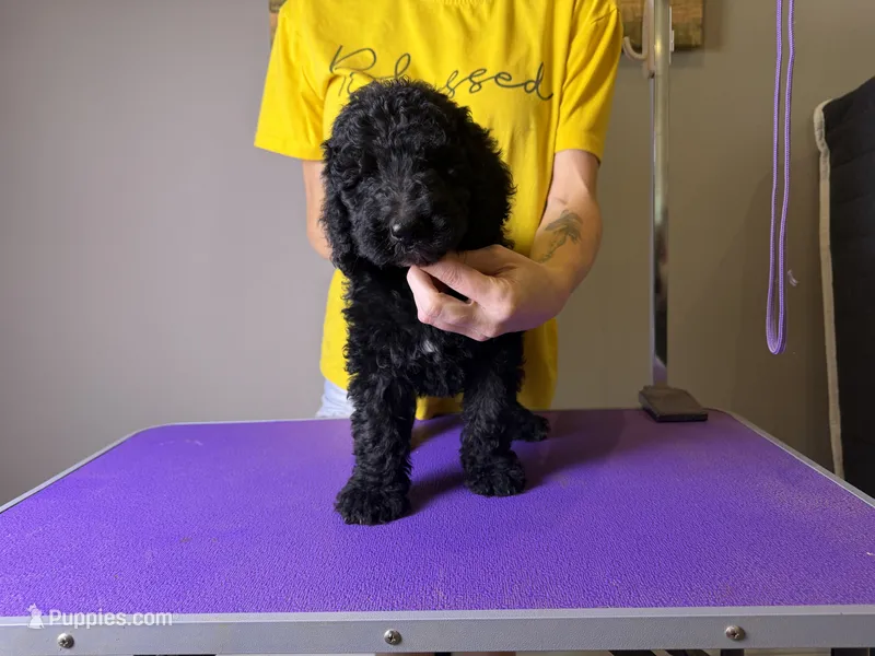Asher – Bernedoodle, Poodle - Standard  puppy for sale in Lubbock, TX