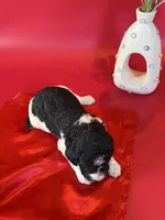 Ayla, a female Poodle - Standard  for sale in Lubbock, TX – 2 of 5