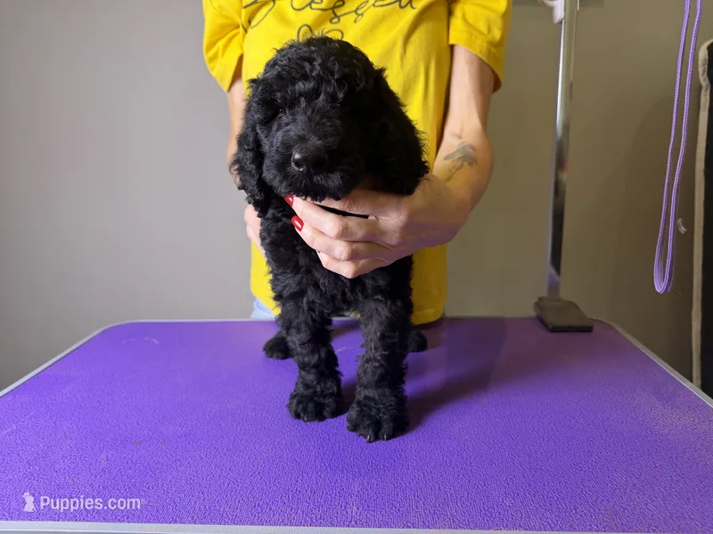 Alfie – Bernedoodle, Poodle - Standard  puppy for sale in Lubbock, TX