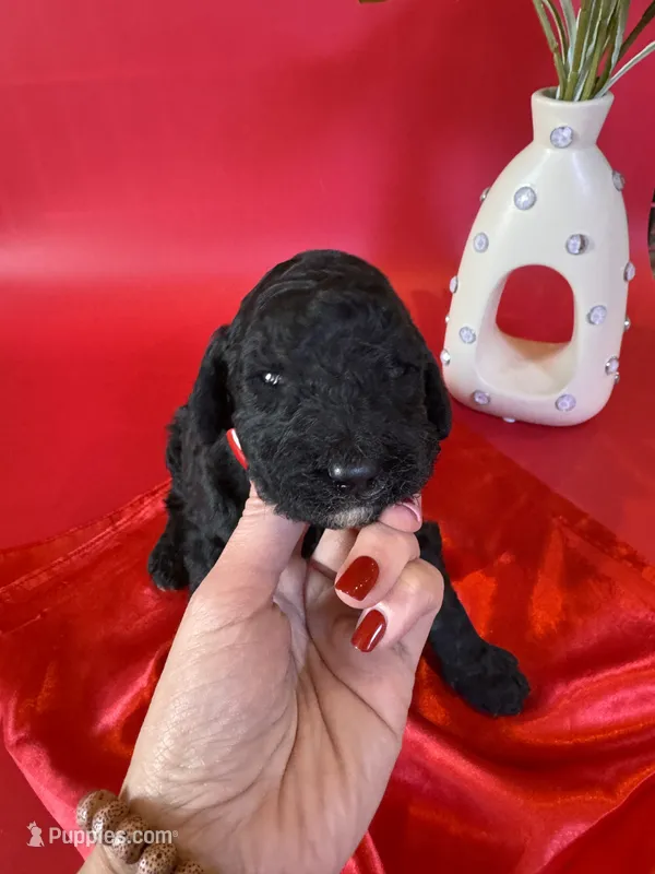 Alfie – Poodle - Standard  puppy for sale in Lubbock, TX