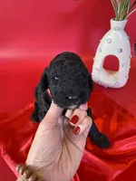 Alfie, a male Poodle - Standard  for sale in Lubbock, TX – 1 of 4