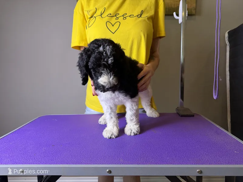 Ayla – Bernedoodle, Poodle - Standard  puppy for sale in Lubbock, TX