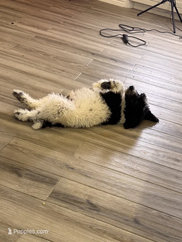 Atlas – Poodle - Standard  puppy for sale in Lubbock, TX