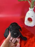 Asher, a male Bernedoodle and Poodle - Standard  for sale in Lubbock, TX – 3 of 6