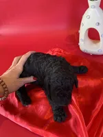 Alfie, a male Poodle - Standard  for sale in Lubbock, TX – 2 of 4