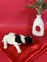 Atlas, a male Bernedoodle and Poodle - Standard  for sale in Lubbock, TX – 2 of 3